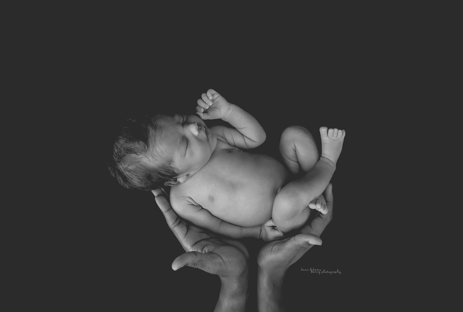dani adams barry dallas tx newborn photography