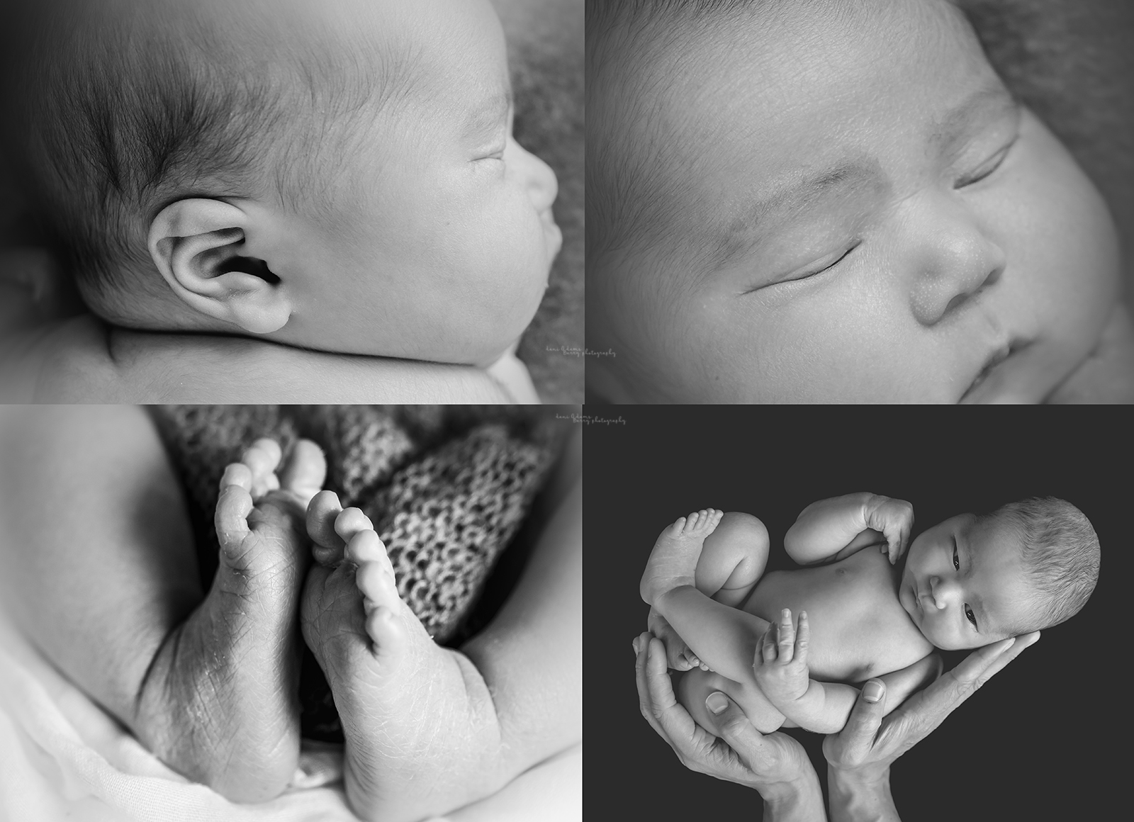 newborn photography dallas tx dani adams barry photography