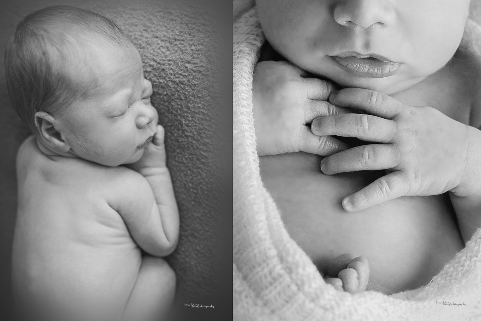 newborn photography dallas tx dani adams barry