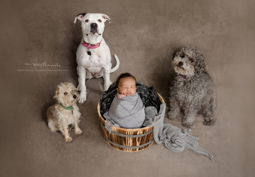 in-home-newborn-and-dog-photos