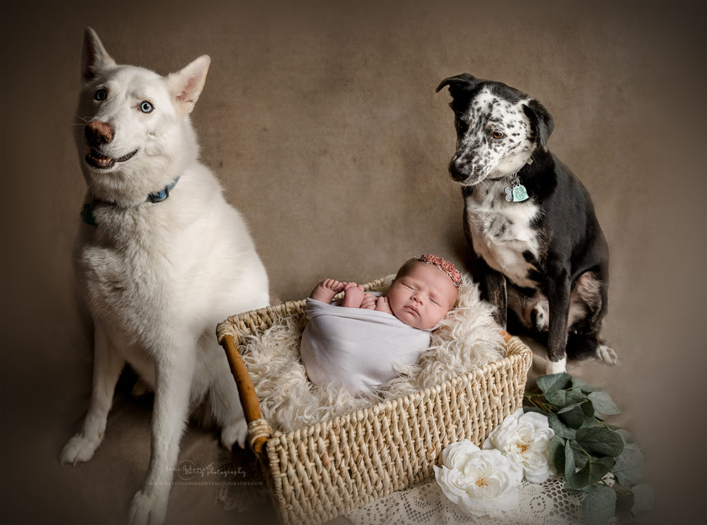 dog-and-newborn-photos